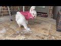 Lucy Enjoying H-Town Winter Storm | XOXO Lucy The Maltese