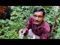 सिर्फ १ रुपिये में तुलसी और करीपत्ता के पौधों से कीटों का नाश करें / Control insects Tulsi organic