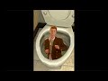 Rick Astley Becomes Toilet