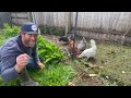 Unbelievable fight between 2 plants!! Comfrey VS. Blackberry in the PNW food forest Chicken Garden