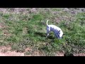 Bull Terrier fetches frisbee on hillside