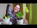 Golden Pothos , Syngonium Plant Care |  Let's Re-pot! Madaling alagaan | Halaman for beginners