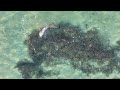 Footage of Bottlenosed Dolphins hunting fish in shallow within the Shark Bay World Heritage area