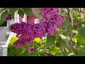 THE MOST BEAUTIFUL GARDENS IN THE WORLD! - Stunning Flower Gardens & Peaceful Music Mackinac Island