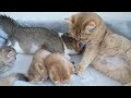 Kittens seem to have inherited only the best parts of their mama and papa cats...