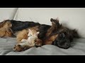 Kitten Thinks German Shepherd Makes The Best Bed!