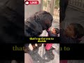 Tibetan Mastiff From Guard Dog to Million Dollar Pet #shorts #shortfeeds #ytshorts #dog #viral