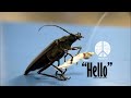 4E RASTAFARI present HELLO (2015) 55 New Song