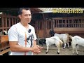 KAMBING BABONAN DAN CEMPE GANTENG MURAH DI PAK NDUT FARM KALIGESING