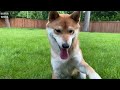 Tips for Shiba Inu owner that no one tells you about