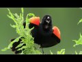 Red-winged Blackbird