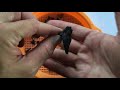 Easy Way to Find SHARK TEETH at the Beach