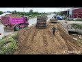 Opening New Project Filling Land Near Drainage System By Dump Trucks5T & Bulldozer Pushing Soil Sand