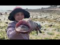 [ENG SUB] Xiao Zhang rushed to the sea  and huge spider crabs appeared on the sea! Also caught a lo