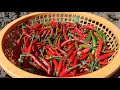 How to grow chilies plant from seeds / Growing Chilies peppers from seeds (Beginning till harvest)