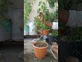 ঘন্টা জবা বা লণ্ঠন জবা রিপোর্টিং এবং পরিচর্যা #how to grow lantern hibiscus or ghanta hibiscus