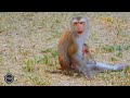 How beautiful to watch this baby play. macaco. macaque. adorable baby monkey. baby monkey playing