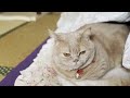 Cute Munchkin Cat Sleeps Together in Owner's Bed