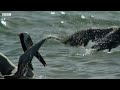 Why Are These Fish Beaching Themselves? | BBC Earth