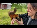 Baby Squirrel’s Release to the Wild doesn’t go to plan (Episode 5)