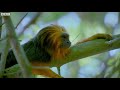 Parenthood Is Tough For A Squirrel-Sized Monkey! | Primates | BBC Earth