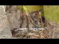 Baby Robins - HD Video & Pictures - Eggs to Flight in 14 Days