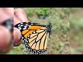 Migrating Monarchs - 9/5/23 12:56pm