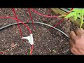Planting Black Krim and San Marzano Tomatoes | Spring 2024