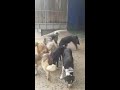 STRAY DOGS OF SARAJEVO NEED HELP