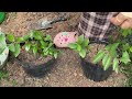 Video summarizing 3 methods for propagating lemon trees that grow well and bear fruit quickly