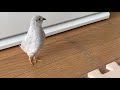 音量注意【姫うずら】それぞれの鳴き声　The cry of each King quail