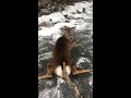 Man Saves Multiple Deer Stranded On Frozen Lake in Ontario