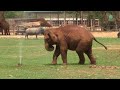 Baby elephant LekLek find the perfect way to stay cool! - ElephantNews