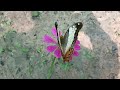 What's a peaceful butterfly flight #butterfly #how #butterflylifecycle #butterflyfarm #viral