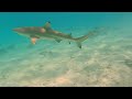 Scuba Diving in Rangiroa! - 4k