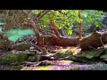 Nature A Forest Spirit | Relaxing Sounds | Meditation | Healing Music