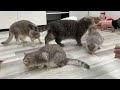 Hilarious Cats and Dogs 😹🐶 Funniest Animals 2024 🤣 Part 14