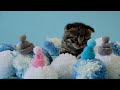 Cute Baby Animals - Spreading Joy With Baby Animal Frolics With With Soft Music With Soft Music