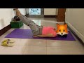 BYCLE CRUNCH EXERCISE |STAY FIT |DAILY EXERCISE