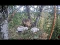 Kaljukotkas 2 | Golden Eagle | Breakfast feeding only for elder eaglet | June 8, 2024