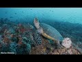 [NEW] 4HRS Stunning 4K Underwater Wonders - Relaxing Music | Coral Reefs, Fish& Colorful Sea Life