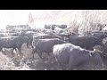 Moving Cows Home for Winter January 2022