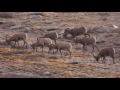 Bighorn Sheep - Yosemite Nature Notes - Episode 27