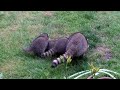 Raccoon Family -- July 4, 2020