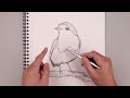 How To Draw American Robin | Bird Sketch Tutorial