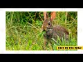 Eastern Cottontail Rabbit 101: Part 1