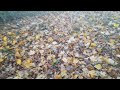 Suburb and Forest Walk ASMR Autumn