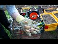 We made a raised garden in pots and crates in spite of the voracious snails