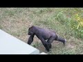 Giant Male Gorilla Gets Scared Of Excited Giant Female | Shabani & Ai