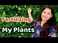 Curry Patta Care | How to Grow Curry Plant | कड़ी पत्ते की देखभाल कैसे करें  #currypatta #karipatta